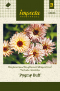 Morgenfrue 'Pygmy Buff'