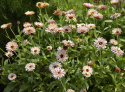 Morgenfrue 'Pygmy Buff'