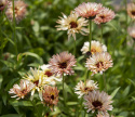 Morgenfrue 'Pygmy Buff'