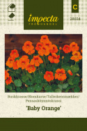 Tallerkensmækker 'Baby Orange'
