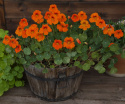 Tallerkensmækker 'Baby Orange'