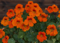 Tallerkensmækker 'Baby Orange'