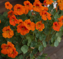 Tallerkensmækker 'Baby Orange'