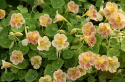 Blomsterkarse 'Tip Top Pink Blush'