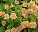 Blomsterkarse 'Tip Top Pink Blush'