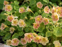 Blomsterkarse 'Tip Top Pink Blush'
