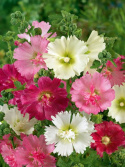 Havestokrose  'Majorette'