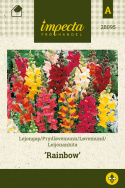 Løvemund 'Rainbow'
