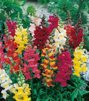 Løvemund 'Rainbow'