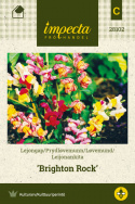 Løvemund 'Brighton Rock'