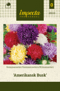 Sommerasters 'Amerikansk Busk'