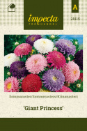 Sommerasters 'Giant Princess'