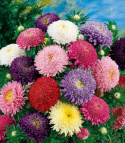 Sommerasters 'Giant Princess'