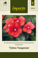 Catharanthus 'Tattoo Tangerine'
