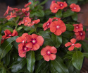 Catharanthus 'Tattoo Tangerine'