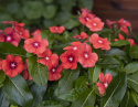 Catharanthus 'Tattoo Tangerine'