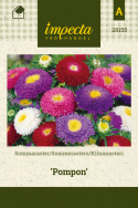 Sommerasters 'Pompon'