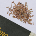 Sommerasters 'Pompon'