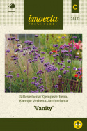 Kæmpe Verbena 'Vanity'