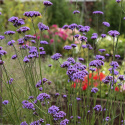 Kæmpe Verbena 'Vanity'
