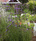 Kæmpe Verbena 'Vanity'
