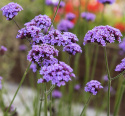 Kæmpe Verbena 'Vanity'