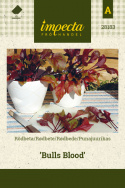 Rødbede 'Bull's Blood'