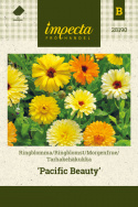 Morgenfrue 'Pacific Beauty'