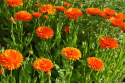 Morgenfrue 'Orange King'