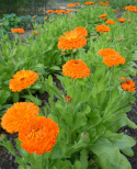 Morgenfrue 'Orange King'