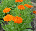 Morgenfrue 'Orange King'