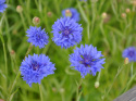 Kornblomst 'Blue Boy'