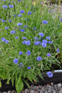 Kornblomst 'Blue Boy'