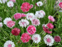 Kornblomst 'Classic Romantic'