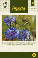 Gammeldags Kornblomst
