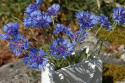 Gammeldags Kornblomst