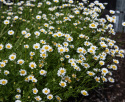 Sommer-Marguerit