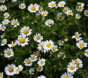 Sommer-Marguerit