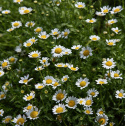 Sommer-Marguerit
