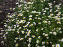 Sommer-Marguerit