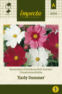 Stolt kavaler 'Early Summer'