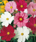 Stolt kavaler 'Early Summer'