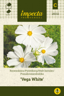 Stolt kavaler 'Vega White'