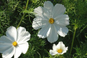 Stolt kavaler 'Vega White'