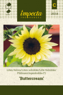 Lille Solsikke F1 'Buttercream'