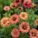 Frøkenhat 'Oklahoma Salmon'