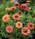 Frøkenhat 'Oklahoma Salmon'