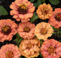 Frøkenhat 'Oklahoma Salmon'