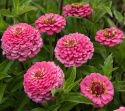 Frøkenhat 'Oklahoma Pink'