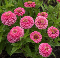 Frøkenhat 'Oklahoma Pink'